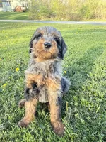 Spot , a male Poodle - Miniature  for sale in Port Crane, NY – 5 of 9