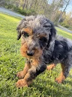 Spot , a male Poodle - Miniature  for sale in Port Crane, NY – 3 of 9