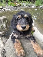 Fred , a male Poodle - Miniature  for sale in Port Crane, NY – 4 of 5