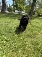 Yoshi, a male Poodle - Miniature  for sale in Port Crane, NY – 3 of 9