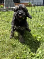 Yoshi, a male Poodle - Miniature  for sale in Port Crane, NY – 7 of 9