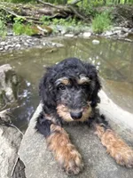 Fred , a male Poodle - Miniature  for sale in Port Crane, NY – 3 of 5