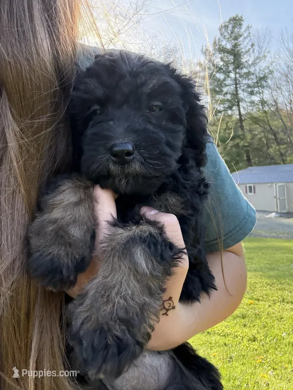 Sugar  – Poodle - Miniature  puppy for sale in Port Crane, NY