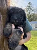 Sugar , a female Poodle - Miniature  for sale in Port Crane, NY – 1 of 4