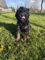 Sugar , a female Poodle - Miniature  for sale in Port Crane, NY – 4 of 4