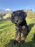 Sugar , a female Poodle - Miniature  for sale in Port Crane, NY – 3 of 4