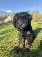Sugar , a female Poodle - Miniature  for sale in Port Crane, NY – 2 of 4