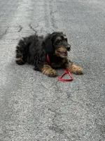 Fred , a male Poodle - Miniature  for sale in Port Crane, NY – 5 of 5