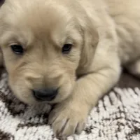 Mikal, a male Golden Retriever and English Cream Golden Retriever for sale in Port Crane, NY – Photo 2 of 9