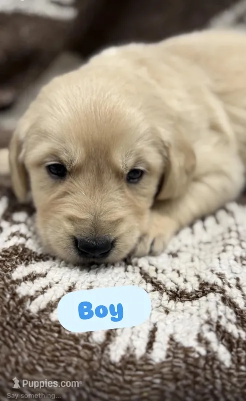 Mikal – Golden Retriever, English Cream Golden Retriever puppy on hold in Port Crane, NY