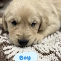 Mikal, a male Golden Retriever and English Cream Golden Retriever for sale in Port Crane, NY – Photo 1 of 9