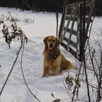 Mikal, a male Golden Retriever and English Cream Golden Retriever for sale in Port Crane, NY – Photo 6 of 9