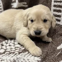 Mikal, a male Golden Retriever and English Cream Golden Retriever for sale in Port Crane, NY – Photo 3 of 9