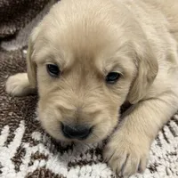 Mikal, a male Golden Retriever and English Cream Golden Retriever for sale in Port Crane, NY – Photo 4 of 9
