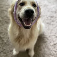 Mikal, a male Golden Retriever and English Cream Golden Retriever for sale in Port Crane, NY – Photo 8 of 9