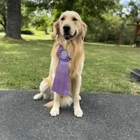Mikal, a male Golden Retriever and English Cream Golden Retriever for sale in Port Crane, NY – Photo 9 of 9