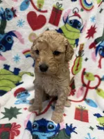 processed/14acb267-82ac-4bfc-8782-cc8c14aed712/listing/9f8fa021-aedd-4ede-a3ec-d4b018373580/359ba463-2a7b-4748-b05c-87e7d873c9f3