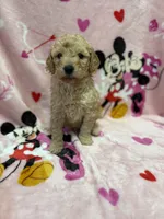 processed/14acb267-82ac-4bfc-8782-cc8c14aed712/listing/9f8fa021-aedd-4ede-a3ec-d4b018373580/937c5b95-123b-4254-9436-8434131109ea