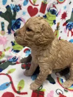 processed/14acb267-82ac-4bfc-8782-cc8c14aed712/listing/9f8fa021-aedd-4ede-a3ec-d4b018373580/a910db6f-0922-4f5b-859d-1187bdc97e55