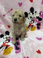 processed/14acb267-82ac-4bfc-8782-cc8c14aed712/listing/9f8fa021-aedd-4ede-a3ec-d4b018373580/c162959f-599b-4c16-873a-0c6907d8e1f6