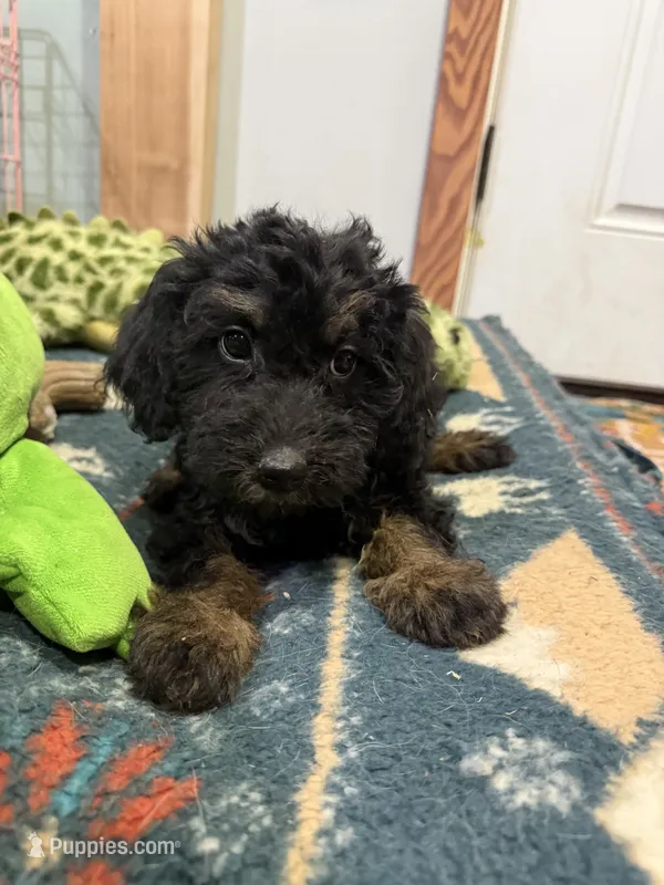 Big boy  – Poodle - Miniature  puppy for sale in Port Crane, NY