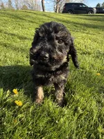Tommy , a male Poodle - Miniature  for sale in Port Crane, NY – 3 of 4