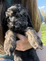 Tommy , a male Poodle - Miniature  for sale in Port Crane, NY – 1 of 4