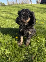 Tommy , a male Poodle - Miniature  for sale in Port Crane, NY – 4 of 4
