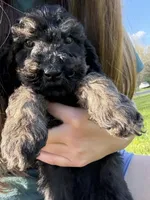 Tommy , a male Poodle - Miniature  for sale in Port Crane, NY – 2 of 4
