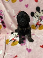 processed/14acb267-82ac-4bfc-8782-cc8c14aed712/listing/a9e1c5db-af57-4033-8411-74ad382f3da5/09787591-9c94-4bb5-8a8c-f3638c7f7708