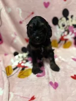 processed/14acb267-82ac-4bfc-8782-cc8c14aed712/listing/a9e1c5db-af57-4033-8411-74ad382f3da5/78074c8c-1fc2-482e-b4bd-db10b16095dc