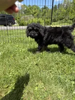 Yoshi, a male Poodle - Miniature  for sale in Port Crane, NY – 4 of 9