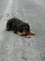 Fred , a male Poodle - Miniature  for sale in Port Crane, NY – 2 of 5