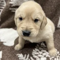 Bruno, a male Golden Retriever and English Cream Golden Retriever for sale in Port Crane, NY – Photo 4 of 6
