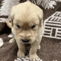 Bruno, a male Golden Retriever and English Cream Golden Retriever for sale in Port Crane, NY – Photo 3 of 6