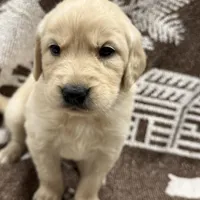 Bruno, a male Golden Retriever and English Cream Golden Retriever for sale in Port Crane, NY – Photo 5 of 6