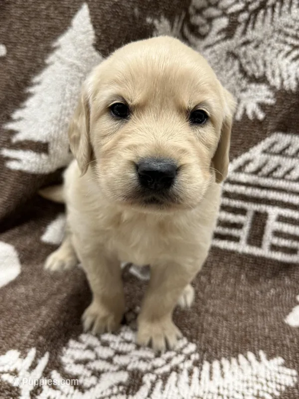 Bruno – Golden Retriever, English Cream Golden Retriever puppy on hold in Port Crane, NY