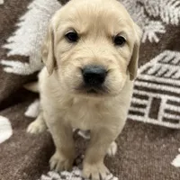 Bruno, a male Golden Retriever and English Cream Golden Retriever for sale in Port Crane, NY – Photo 1 of 6