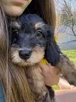 Sweet girl , a female Poodle - Miniature  for sale in Port Crane, NY – 5 of 6