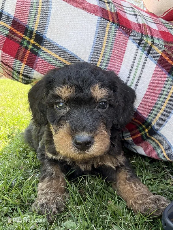 Sweet girl  – Poodle - Standard  puppy for sale in Port Crane, NY