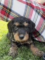 Sweet girl , a  Poodle - Standard  for sale in Port Crane, NY – Photo 1 of 3