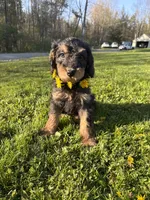 Sweet girl , a female Poodle - Miniature  for sale in Port Crane, NY – 6 of 6