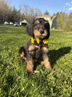 Sweet girl , a female Poodle - Miniature  for sale in Port Crane, NY – 1 of 6