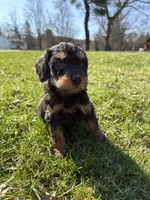 Sweet girl , a  Poodle - Standard  for sale in Port Crane, NY – Photo 2 of 3