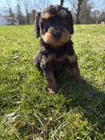 Sweet girl , a  Poodle - Standard  for sale in Port Crane, NY – Photo 3 of 3