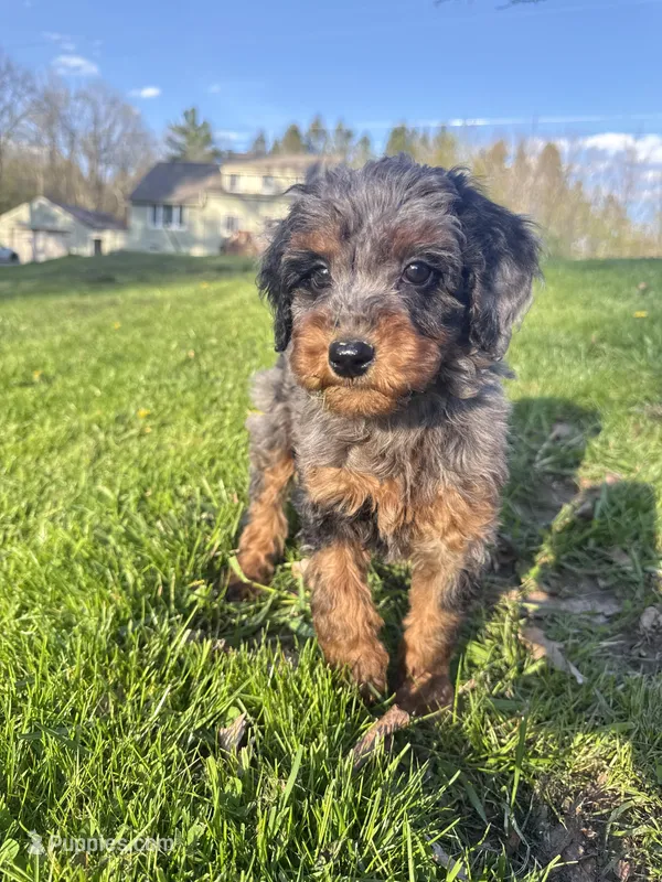 Flower  – Poodle - Miniature  puppy for sale in Port Crane, NY