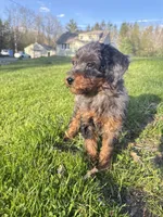 Flower , a female Poodle - Miniature  for sale in Port Crane, NY – 2 of 5