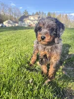 Flower , a female Poodle - Miniature  for sale in Port Crane, NY – 3 of 5