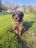 Flower , a female Poodle - Miniature  for sale in Port Crane, NY – 4 of 5