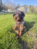 Flower , a female Poodle - Miniature  for sale in Port Crane, NY – 5 of 5